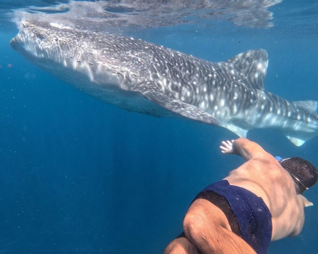 Younes nageant aux côtés d'un requin-baleine à Cebu, Philippines